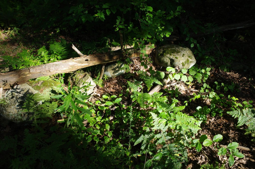 Patch of sunlight on the forest floor, shot from above, along a trail in Scarborough, Maine, August 2024, by Maine songwriter Alex Silver.