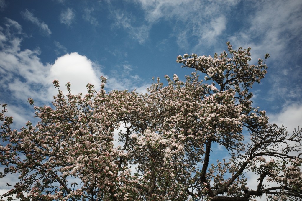 View of upper half of a large apple tree in blossom, taken from below. Deep blue sky and dispersed clouds spread out above the tree. Photo by Maine experimental folk musician Alex Silver for his online hi-fi song diary.