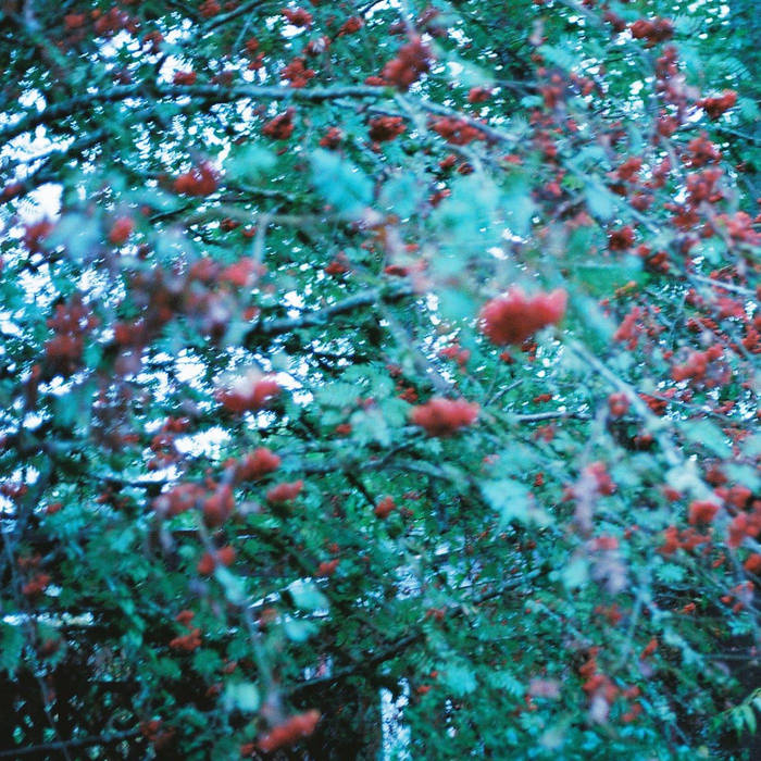 Cover for Exactly and However, showing green shrubs with red berries overflowing a fence.