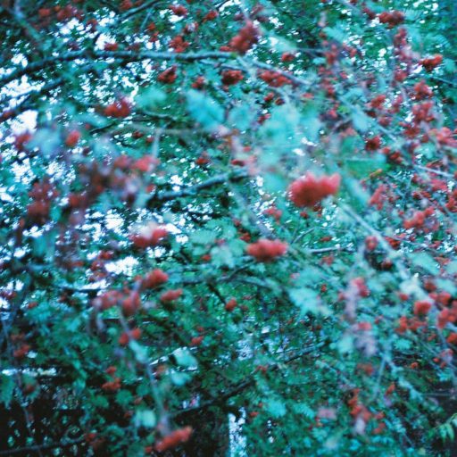 Cover for Exactly and However, showing green shrubs with red berries overflowing a fence.
