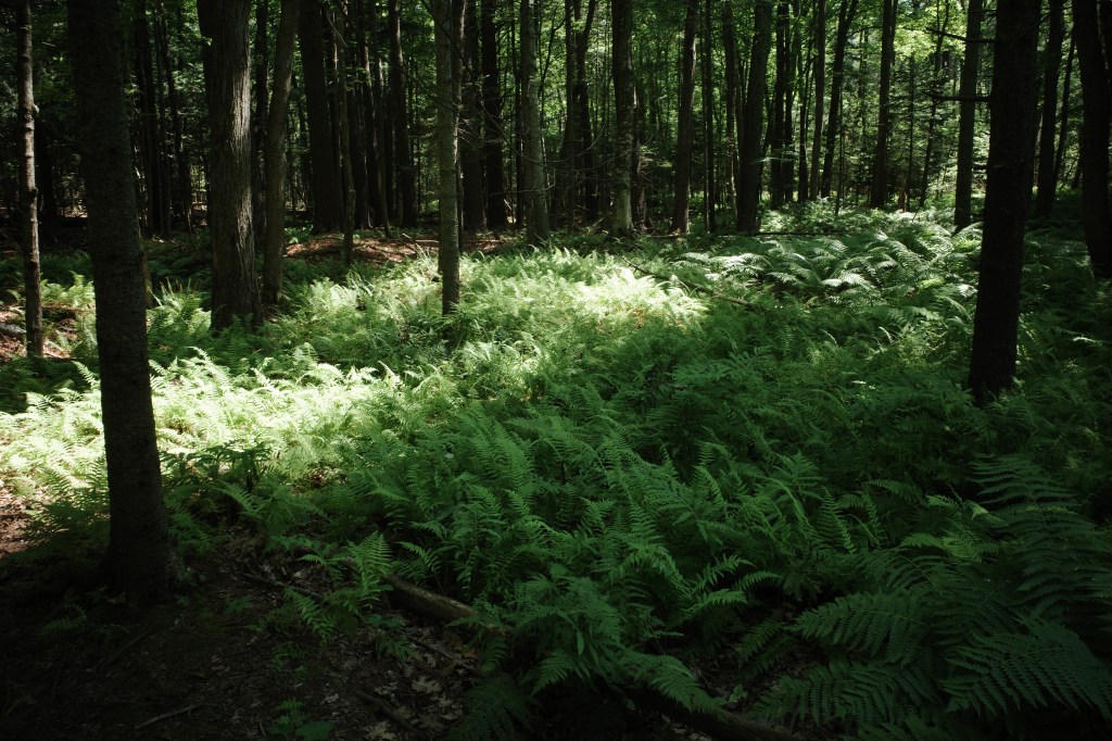 Maine forest filled with ferns in July, afternoon light.