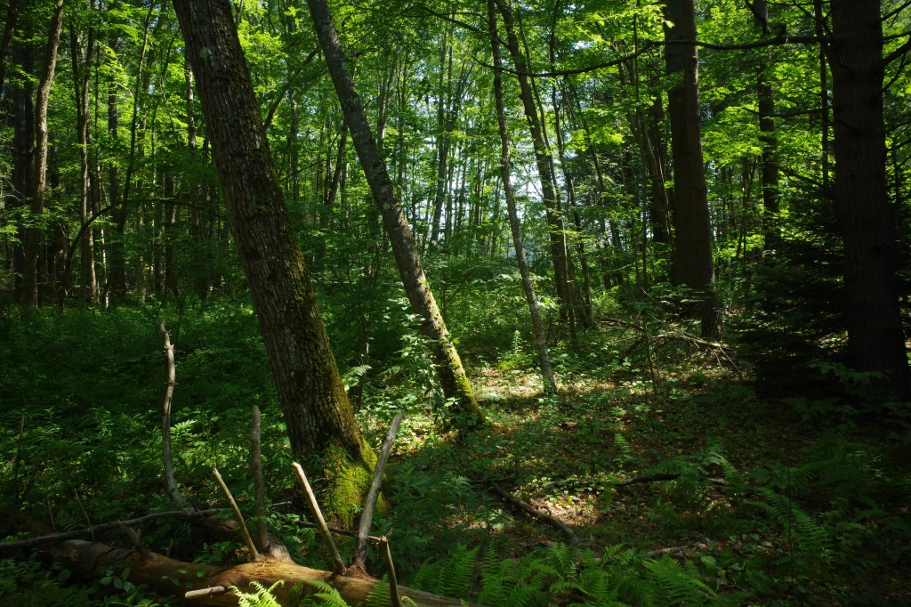 Afternoon-lit hardwood forest in New England.